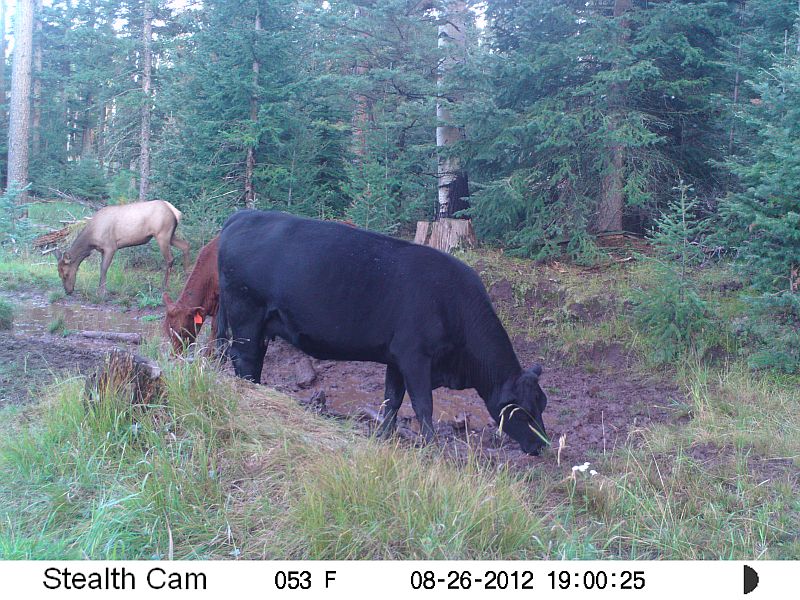 Elk near cattle.JPG