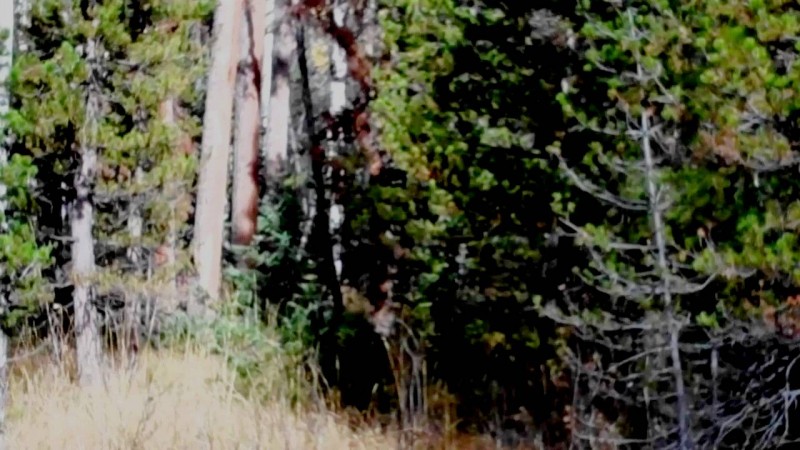 Timber.jpg