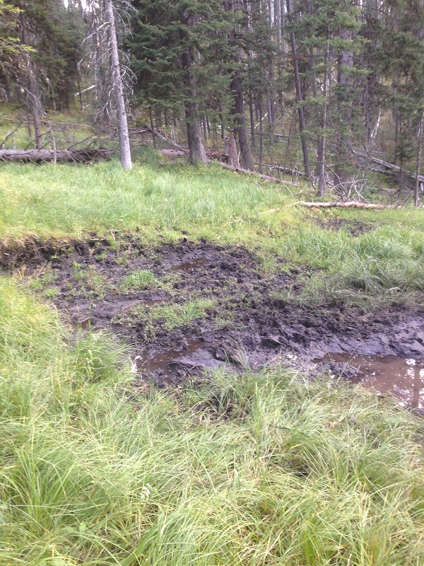 Wallow.jpg