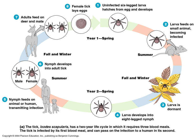 Lyme life cycle.jpg