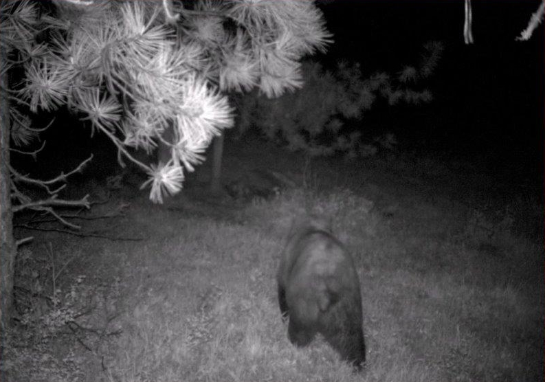MDGC0015-Night Bear.jpg