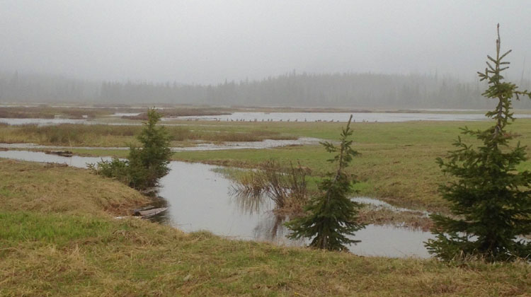 Geese at Hunting Camp 04.jpg