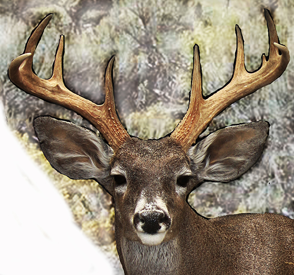 coues web.jpg