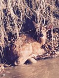 Elk Calf.jpg