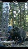 Grizz.jpg