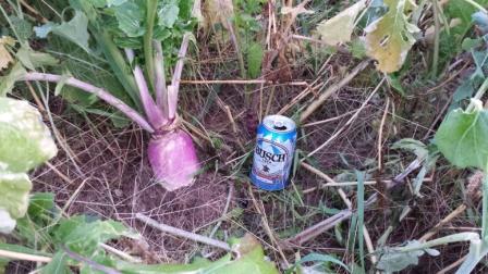turnip.jpg