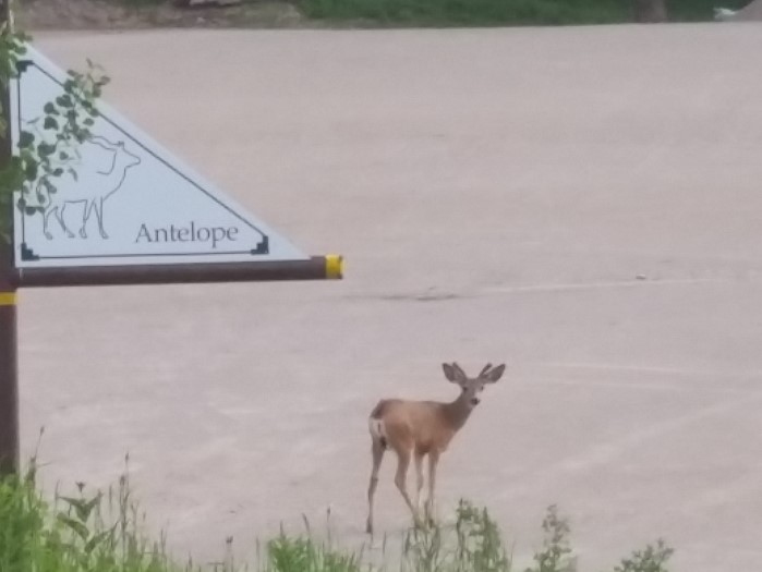 2015-06-20 20-21-32 buck (Custom).jpg