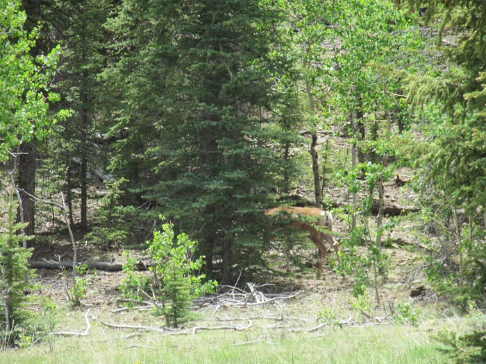deersmall.jpg