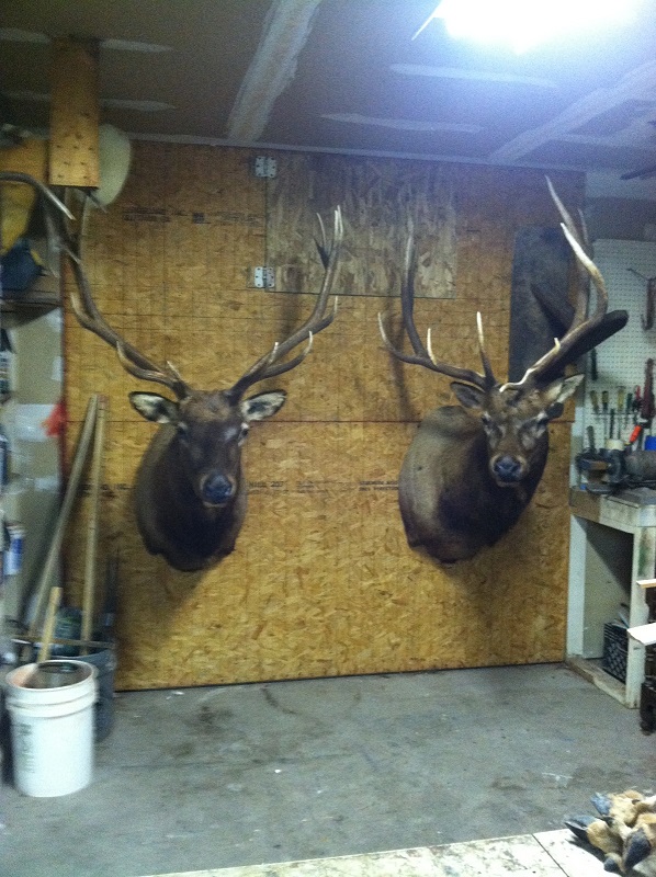 Elk are Done.jpg