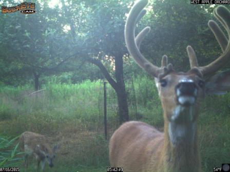 buck and fawn.jpg