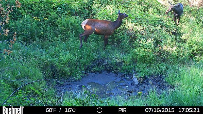 Elk n moose.jpeg