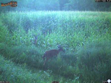 two bucks north food plot.jpg