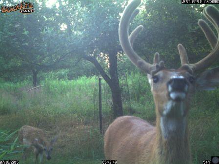 buck and fawn.jpg