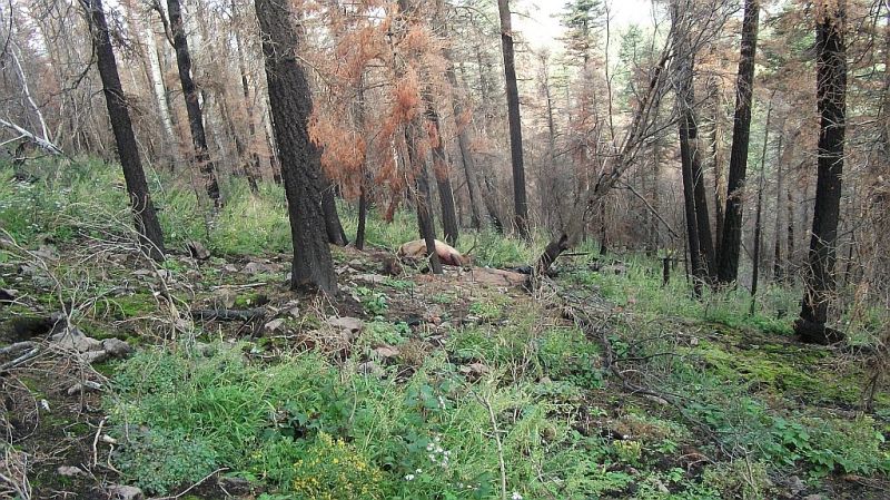 043-1.jpg