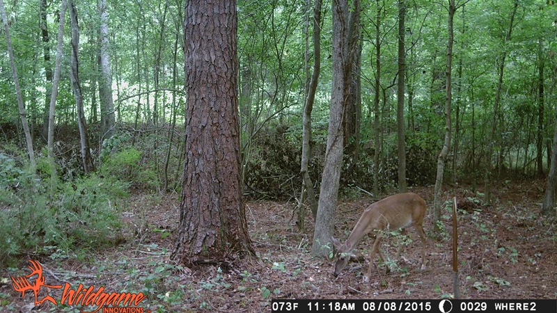 Gobblecam 029.JPG