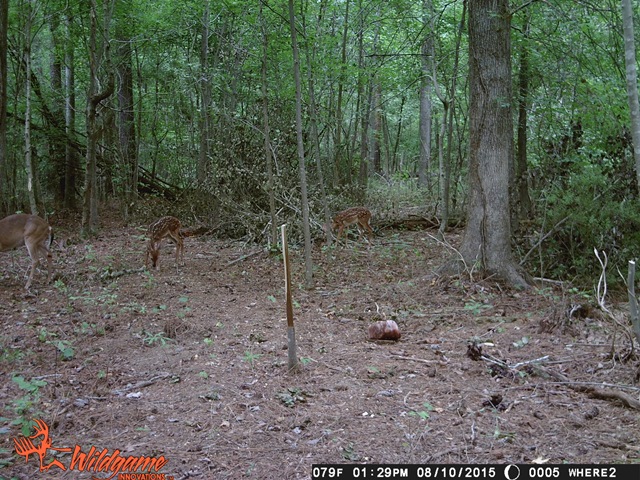 gobble's-cam 005.JPG