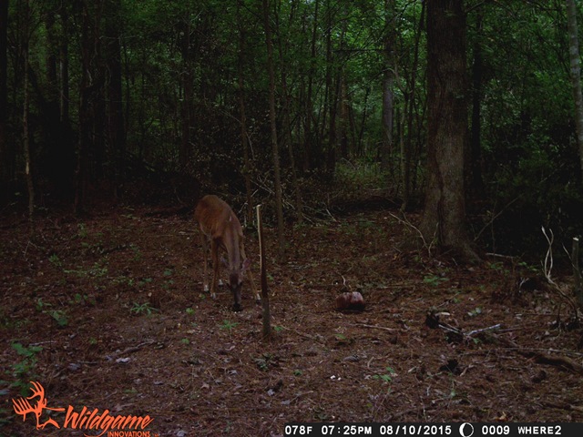 gobble's-cam 009.JPG