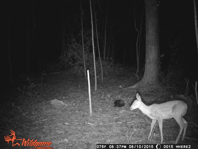 gobble's-cam 015.JPG