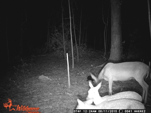gobble's-cam 041.JPG