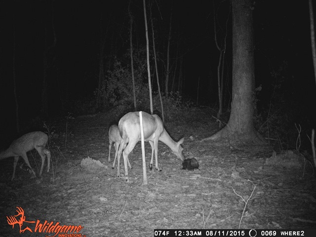 gobble's-cam 069.JPG