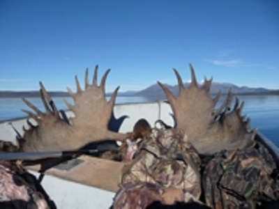 moose.jpg