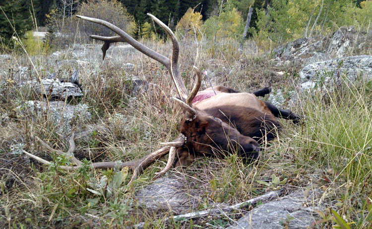 Clayton 2015 Bull 1.jpg