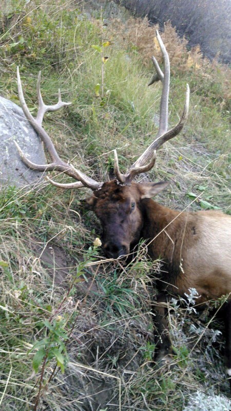 Clayton 2015 Bull 2.jpg