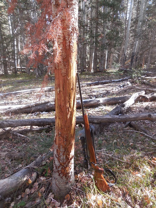 tree1.jpg