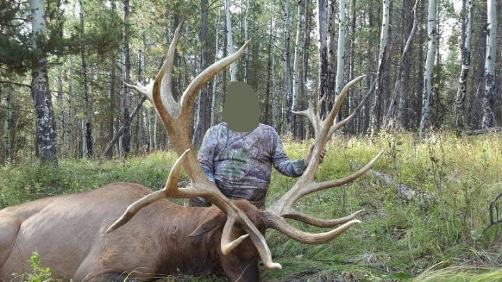 BigBullresized.jpg