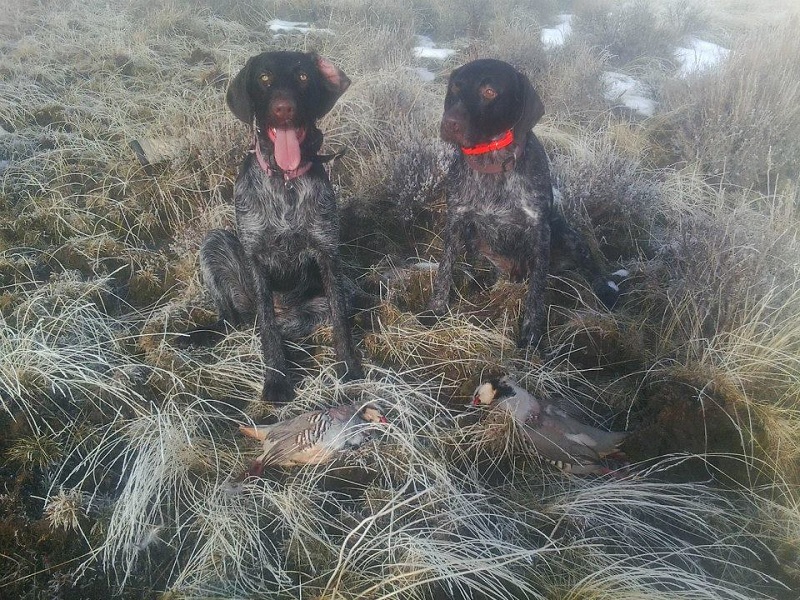 fritz sage chukar small.jpg