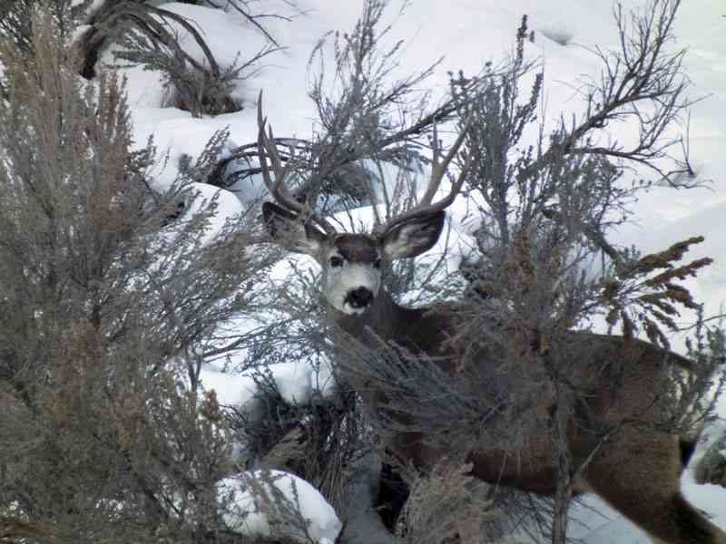 muledeer-4x4-sagebrush-l.jpg