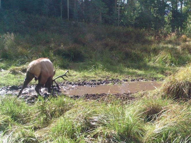 Wallow1.jpg