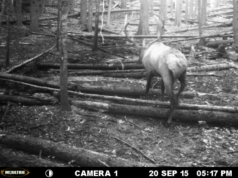 small elk.jpg