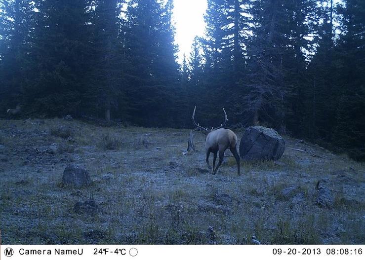 Elk1.jpg
