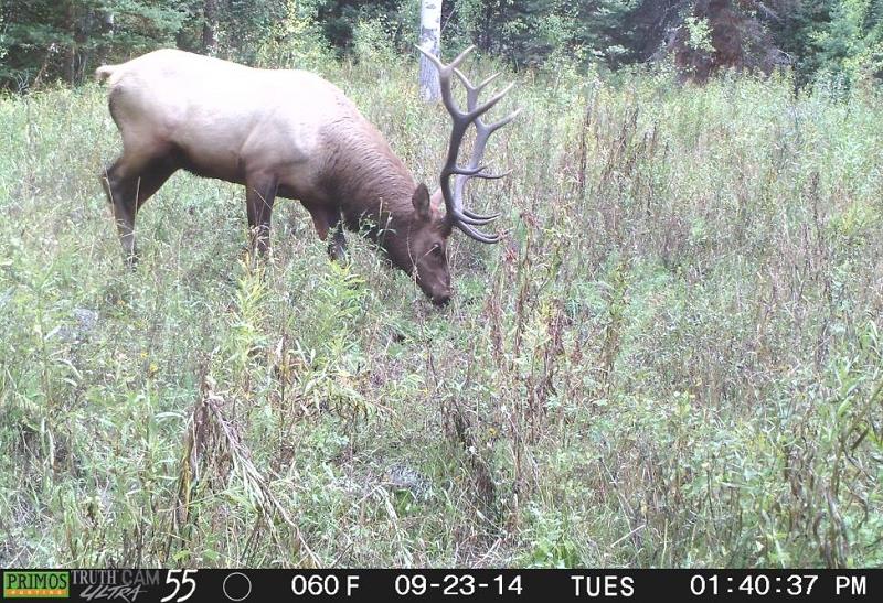 Elk2.jpg