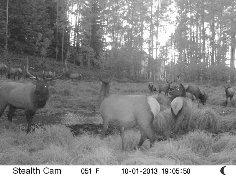 Elk3.jpg