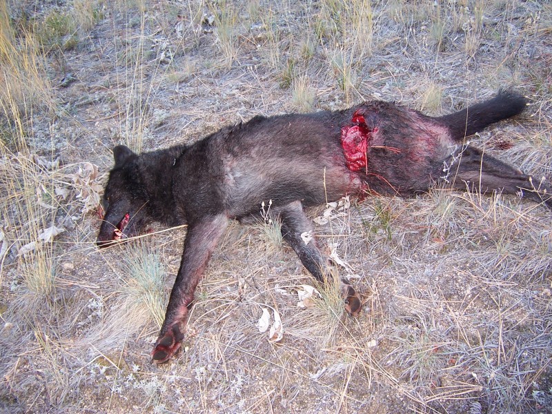 wolf.jpg