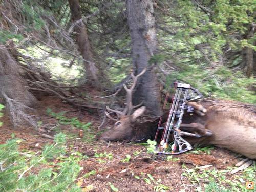 davids elk.jpg
