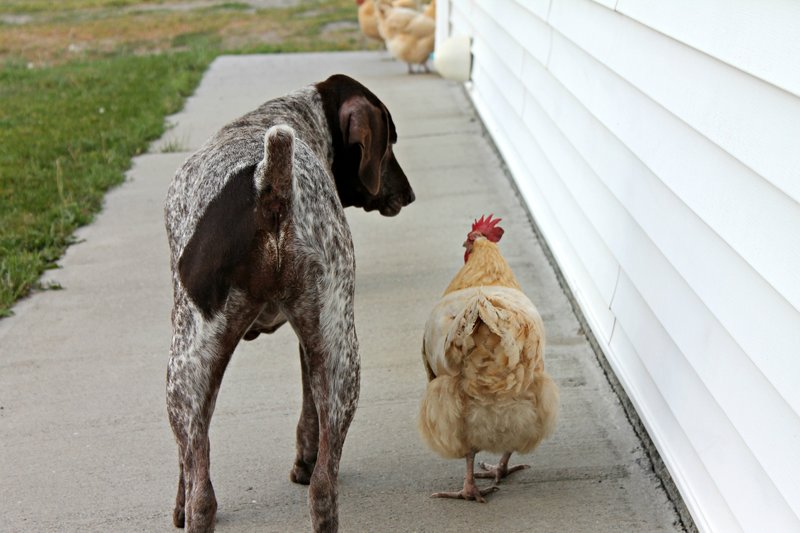 rsz_heidi_strolling_with_hen.jpg
