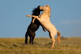 Broncs.jpg