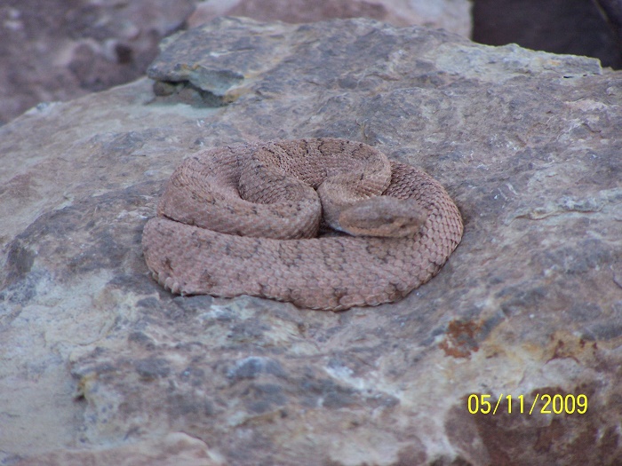 rattlersmall.jpg