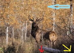 elk12.png