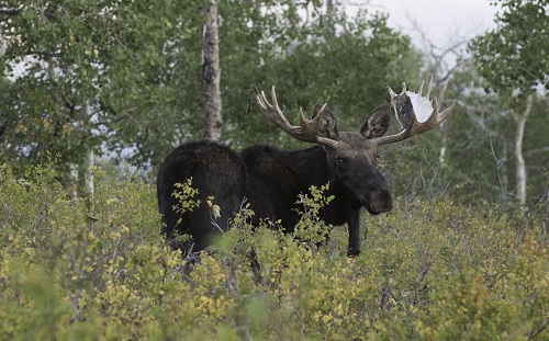 Bull Moose.jpg