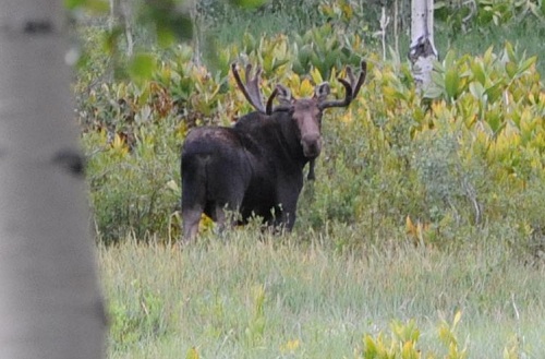 Timp Moose.jpg