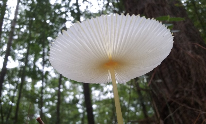 shroom.jpg