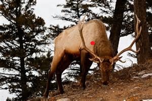 boombull.jpg
