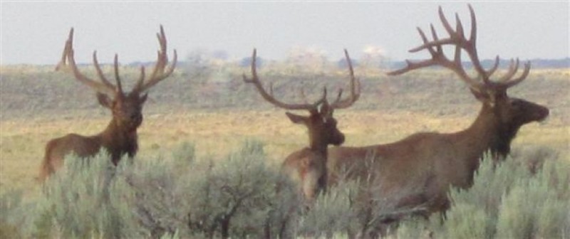 bullscopy re (Small).jpg