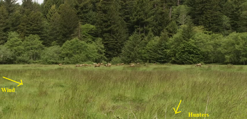 Meadow Elk2.png