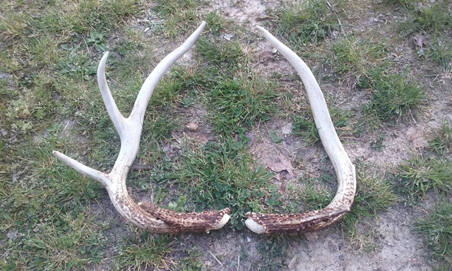 shed antlers.jpg