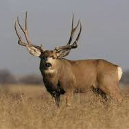 MonsterMulie.png